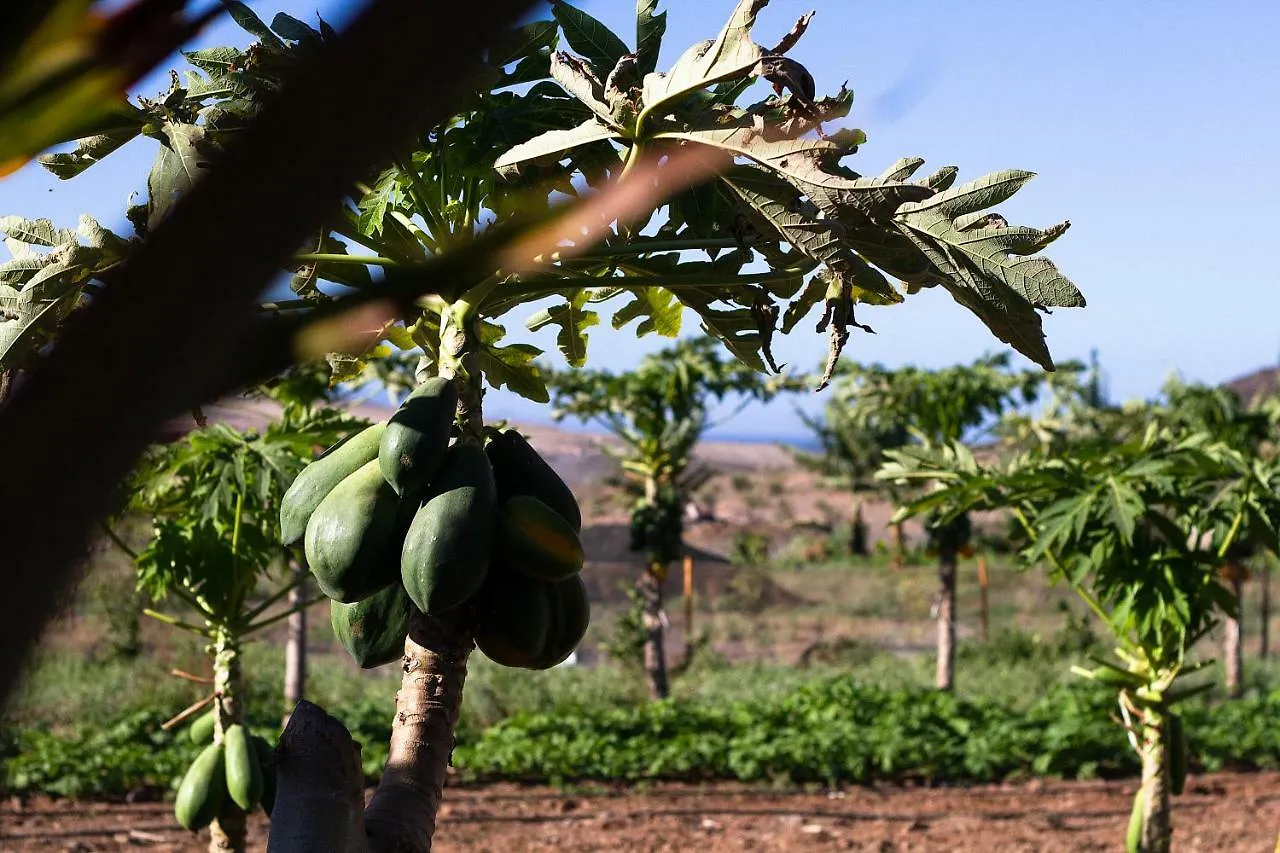 Finca Arbequina Villa Pájara Vakantiehuis