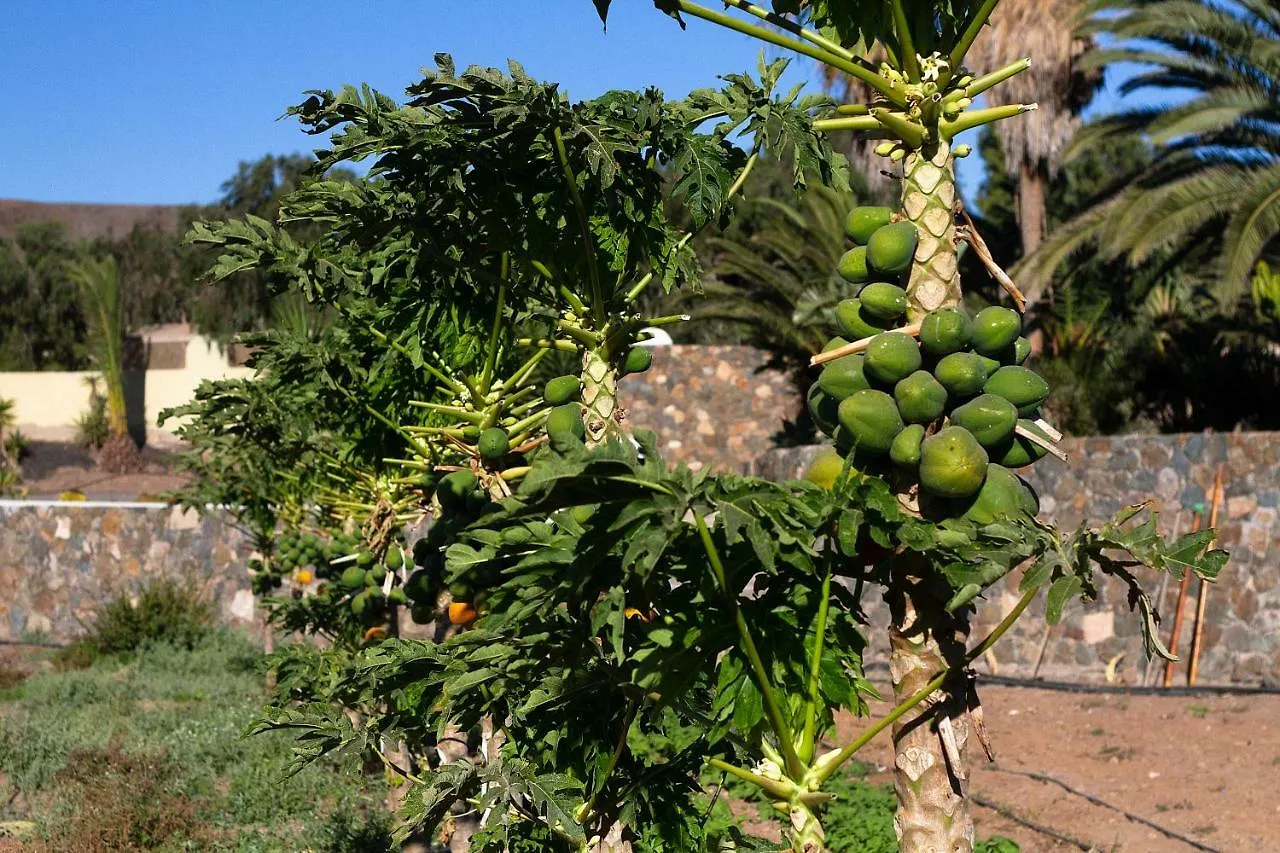 Finca Arbequina Villa Pájara Spanje