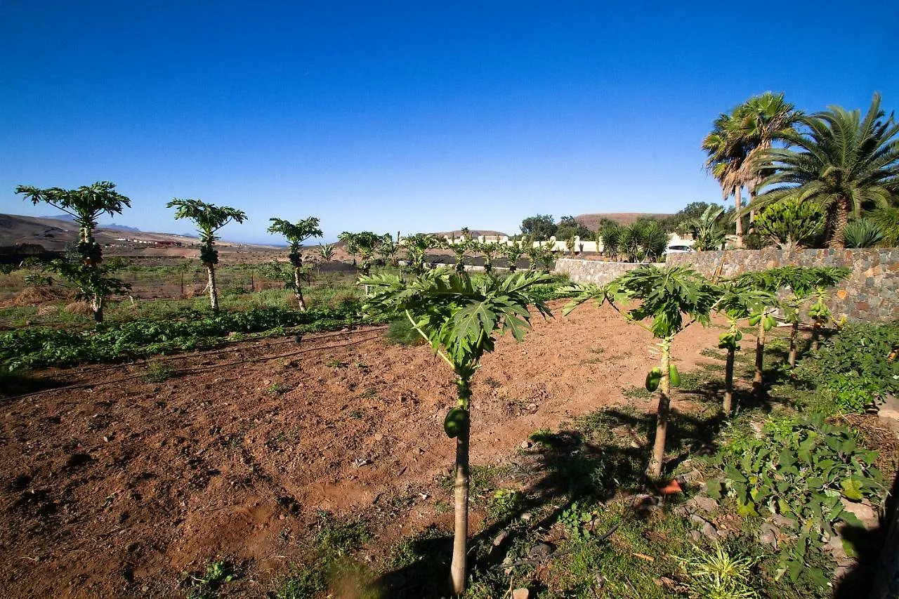 Vakantiehuis Finca Arbequina Villa Pájara Spanje